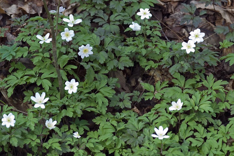 Anemonoides nemorosa / Anemone dei boschi